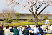 お花見をしている写真